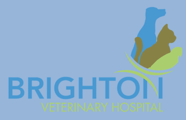 Brighton Veterinary Hospital